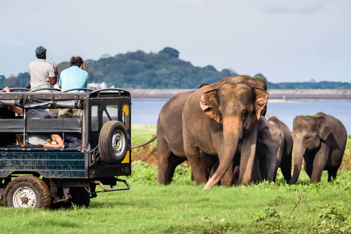 Экскурсии по Шри-Ланке